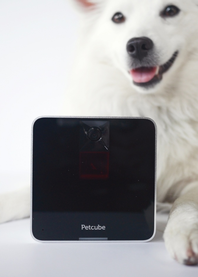 مؤسسات يابانية عريقة تعتمد على الحيوانات الأليفة