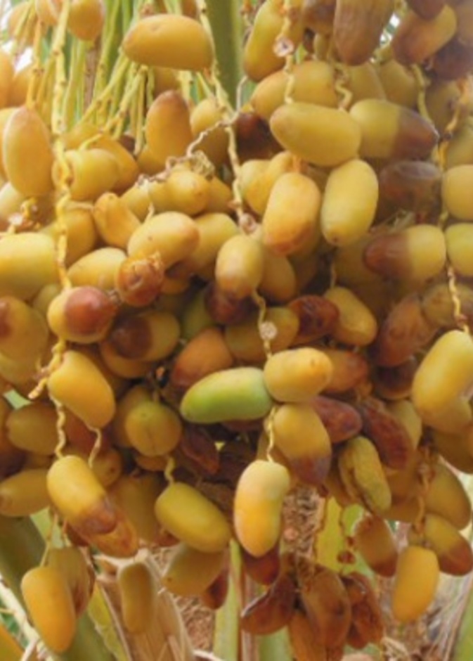 سعودي يعلق لوحة على جدار منزله 