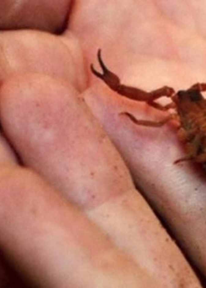 عقرب يلدغ مسافرا على متن رحلة جوية