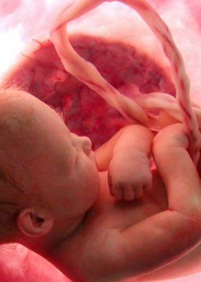 هل ينام الجنين في بطن امه ؟
