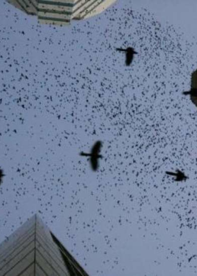  آلاف الطيور السوداء تغزو مدينة هيوستن الأمريكية