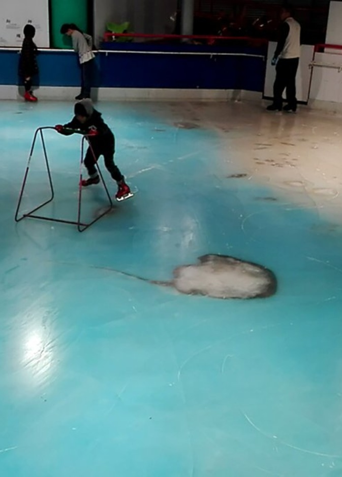 أسماك حقيقية ورسومات ثلاثية في الحلبة المجمدة