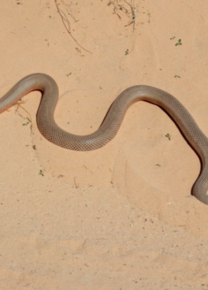 أفعى صحراوية