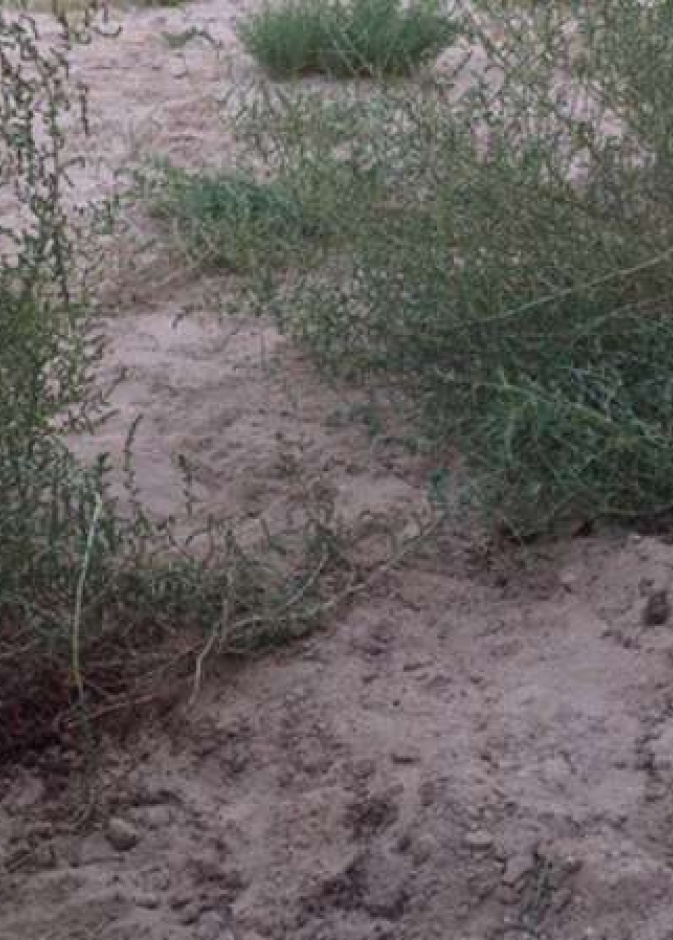 اثار الدماء تظهر مكان دفن الطفلة