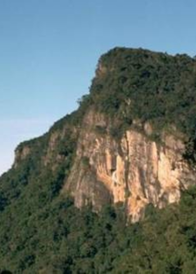 عريس هولندي تنقذه شجرة من الموت