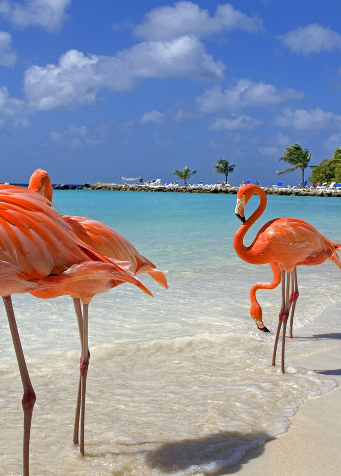 تعتمد اروبا  بالكاريبي حاليا على استخدام الطاقة المتجددة ومصدرها مزارع الرياح والخلايا الشمسية