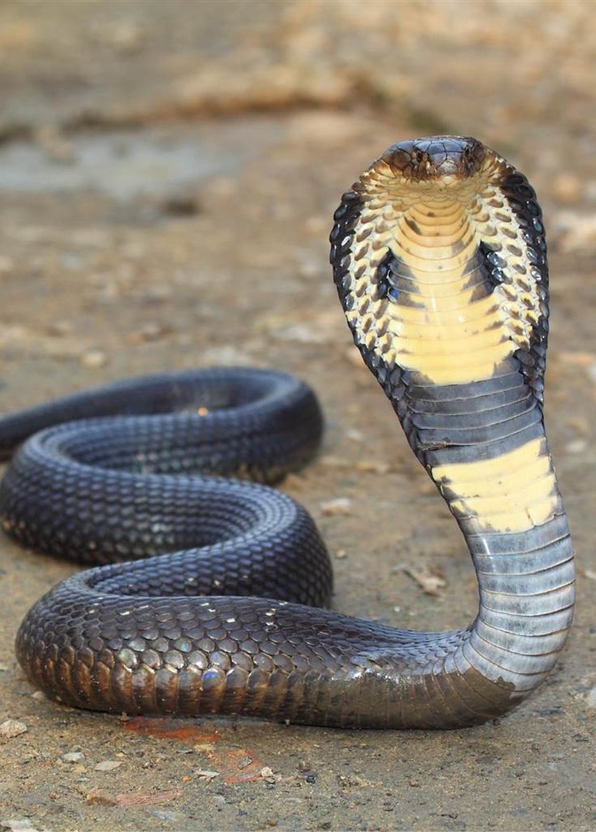 استخراج ثعبان ضخم من داخل غسالة