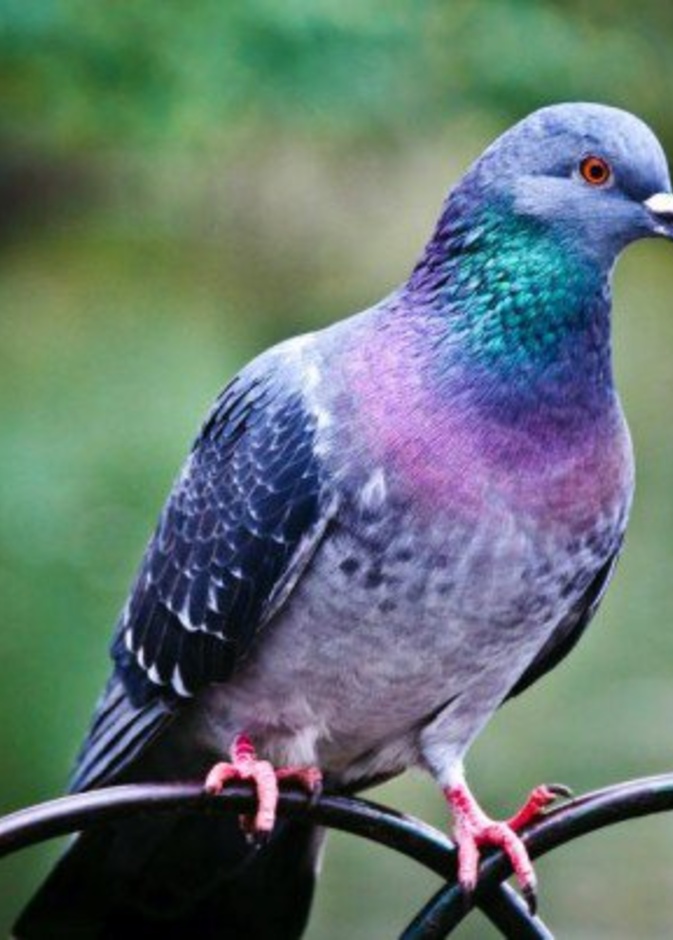 اعتقال حمامة بتهمة التهريب