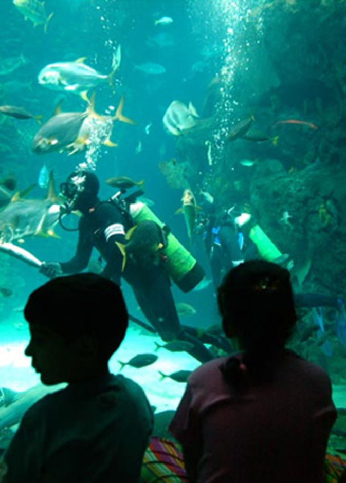 الأكواريوم