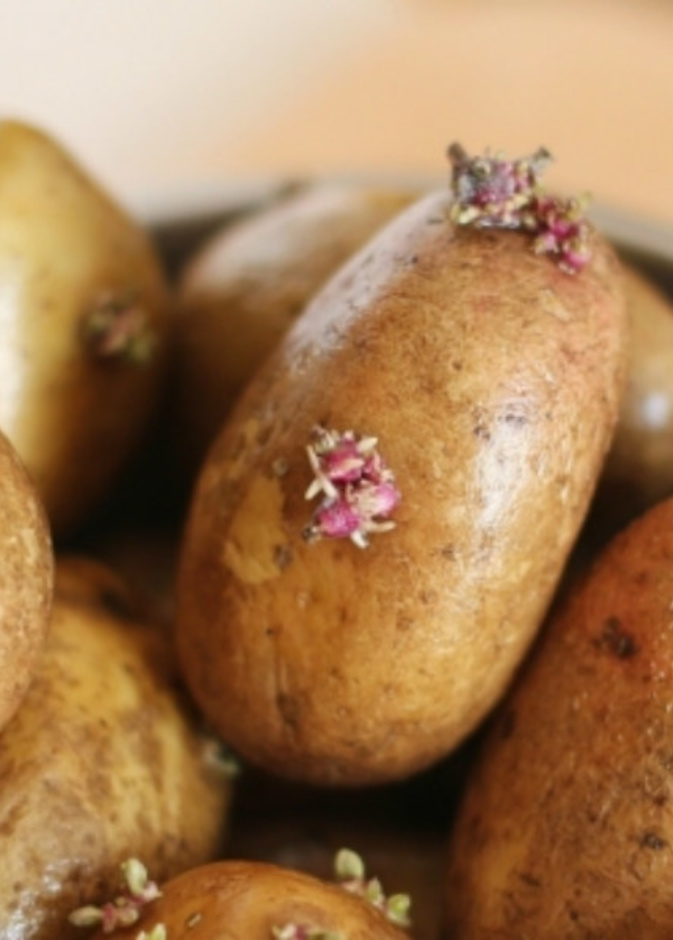 البطاطا السامة .. هكذا تبعدينها عن مائدتك