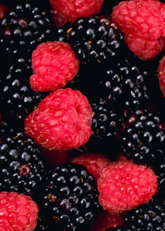 التوت البري 