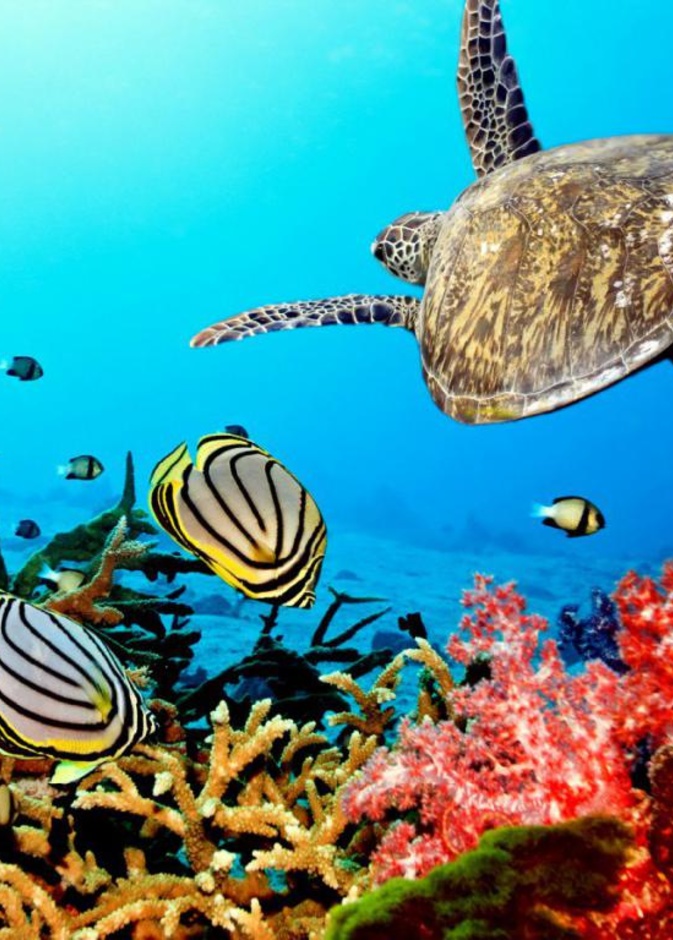 رحلات غابات التوابل