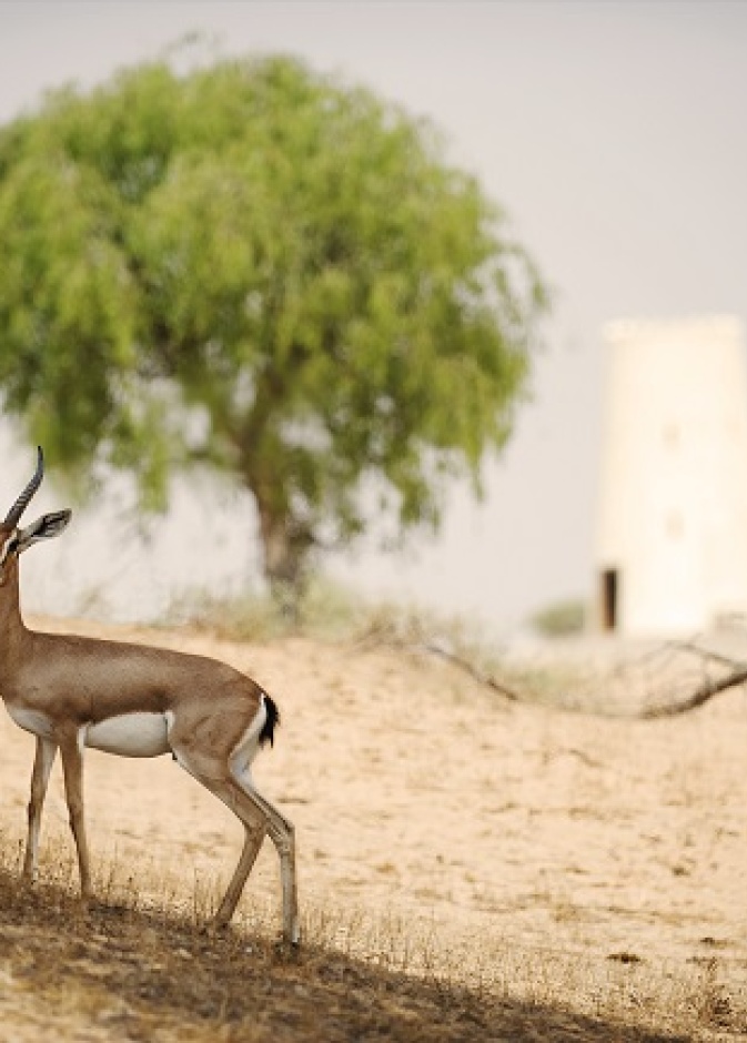 منجعات راس الخيمة
