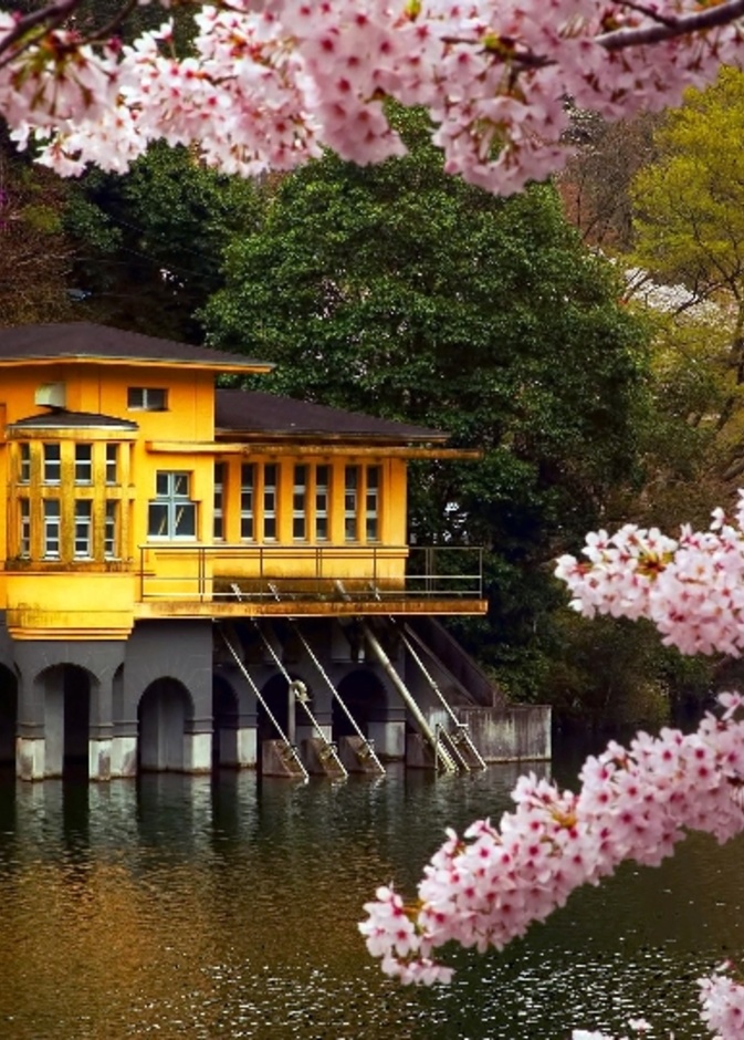 الرومانسية في جزيرة Honshu