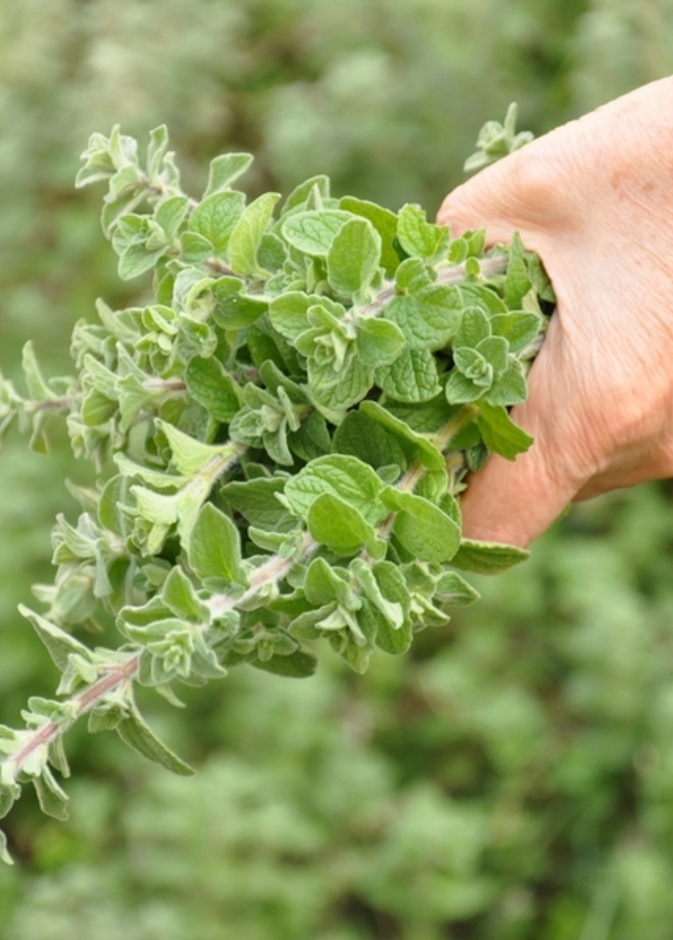 الزعتر الطازج أفضل من المجفف 