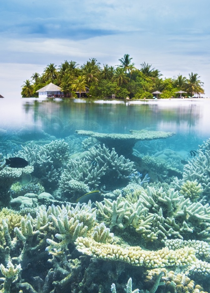 الشعاب المرجانية في المالديف Maldives Corals