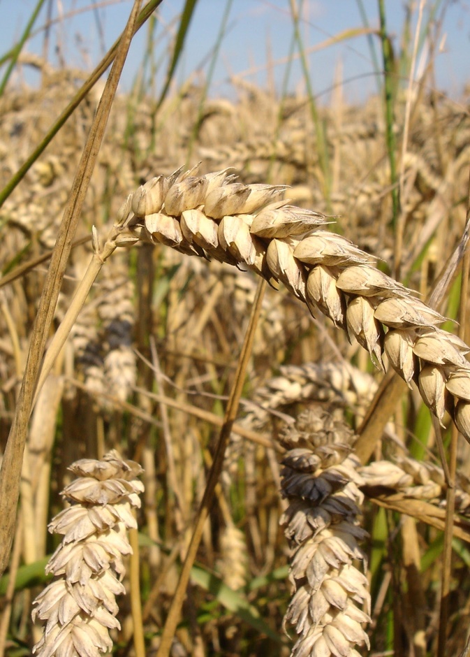 الشعير هو المكون الرئيسي للتلبينه 