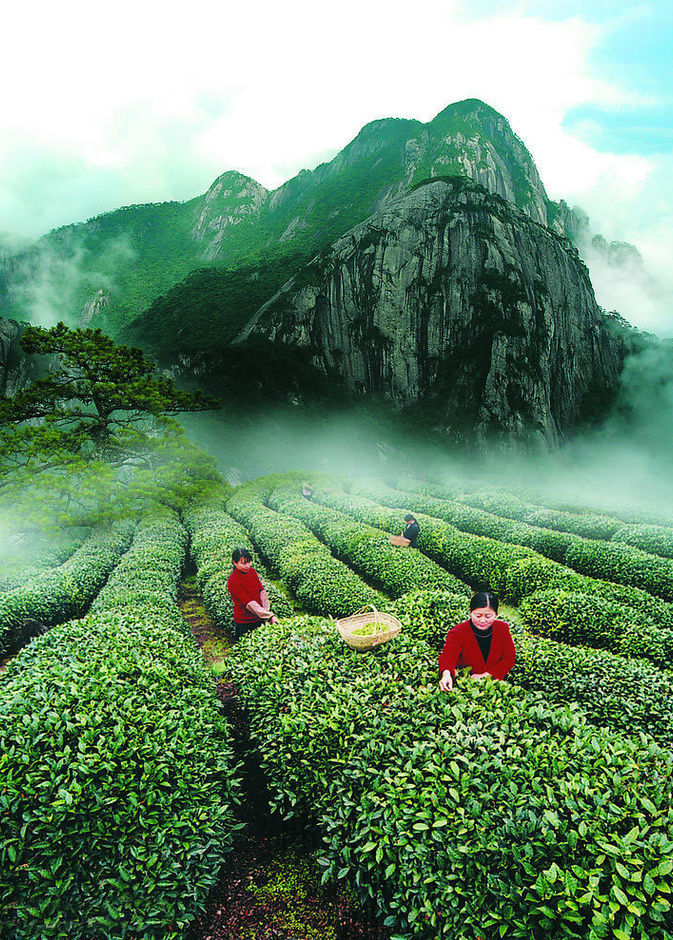 الصينيون الاكثر اهتمام بالشاي في العالم 