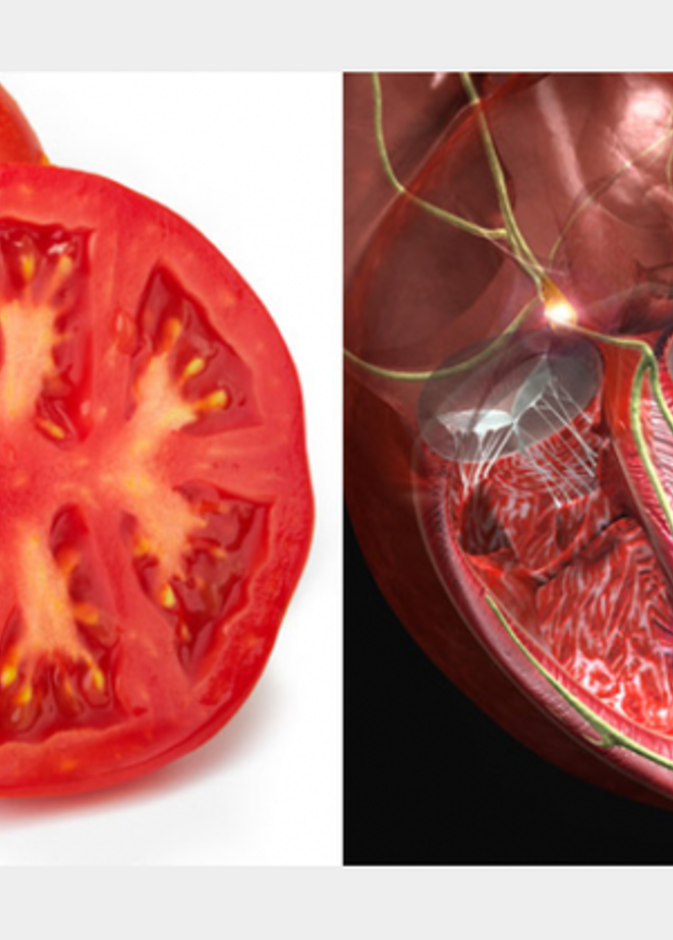 العنب والرئه