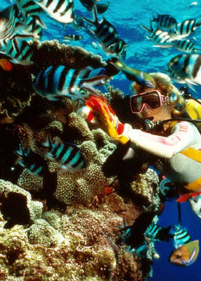  الغطس في شرم الشيخ