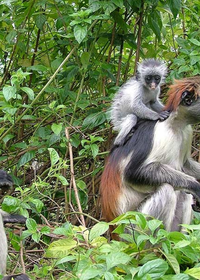  القرود في غابة جوزاني