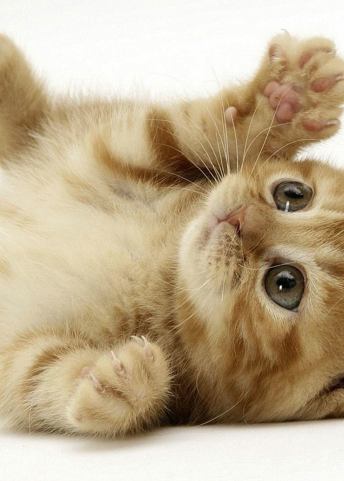 تربية القطط تحتاج الى وقت وصبر ومال 