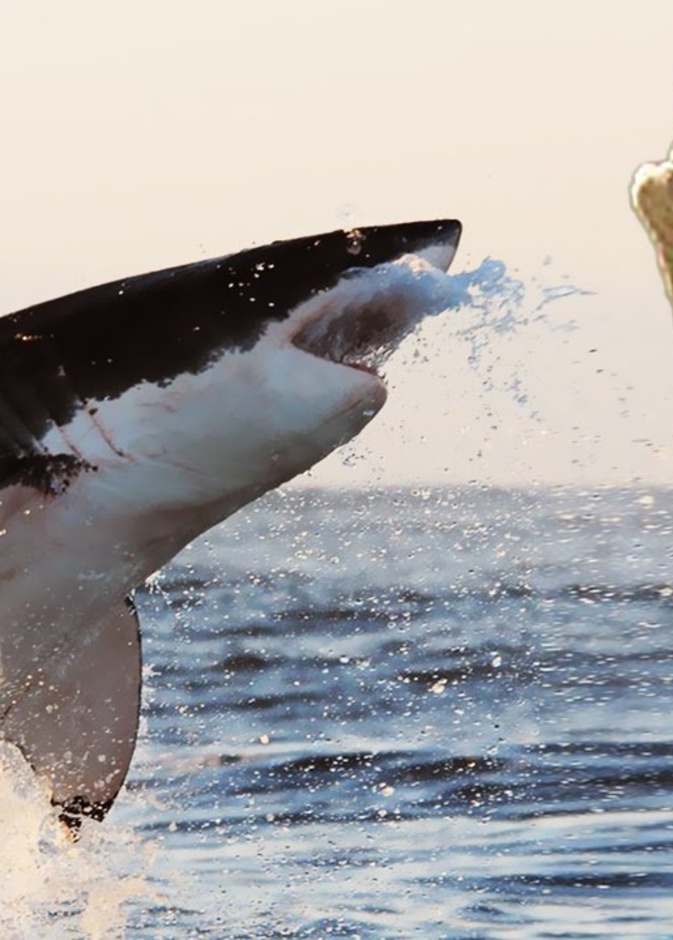 تمساح جائع هاجم سمكة القرش على الشاطئ