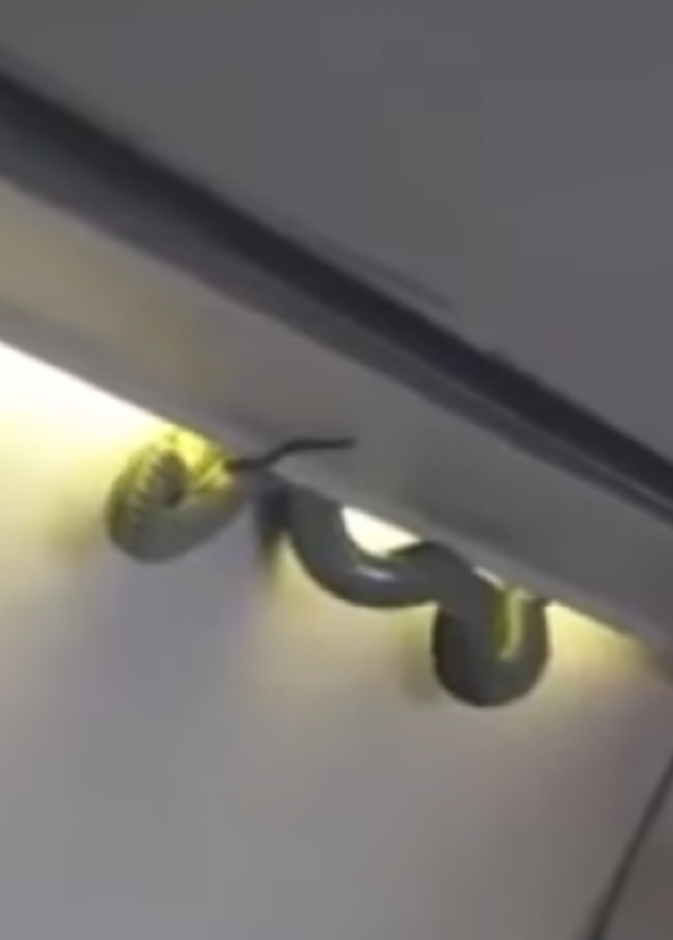 ثعبان أخضر يثير فزع الركاب على متن طائرة