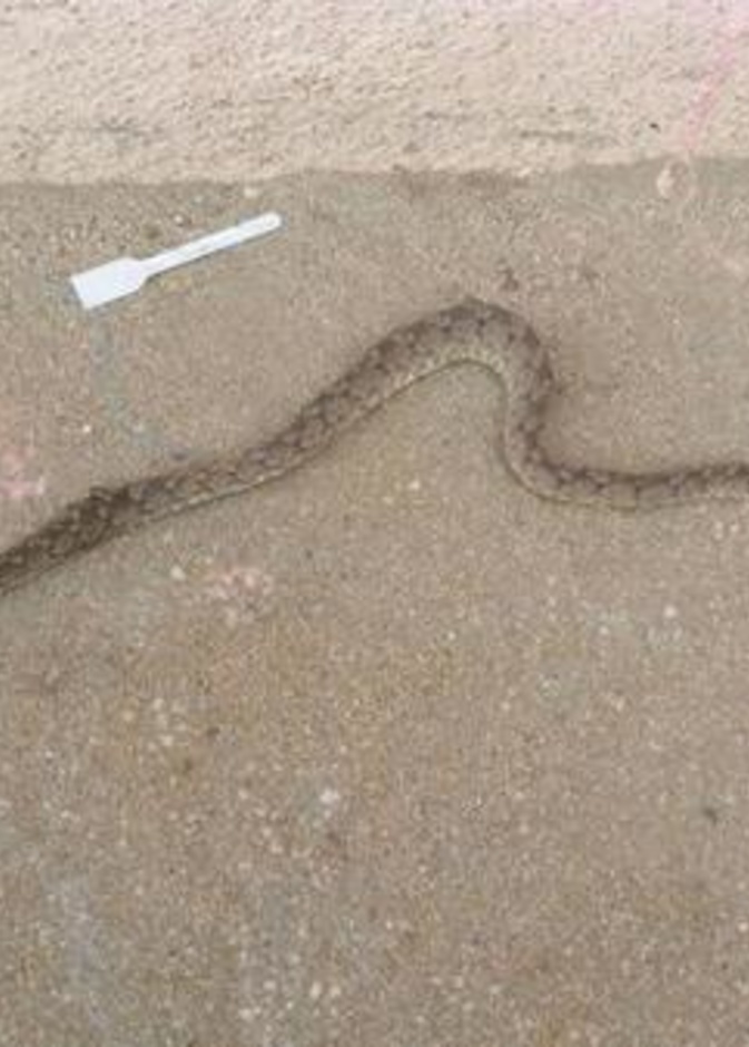 "ثعبان ضخم" في فناء مدرسة سعودية يثير ذعر الطالبات!