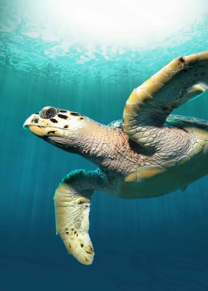 جزيرة بوطينة في أبوظبي