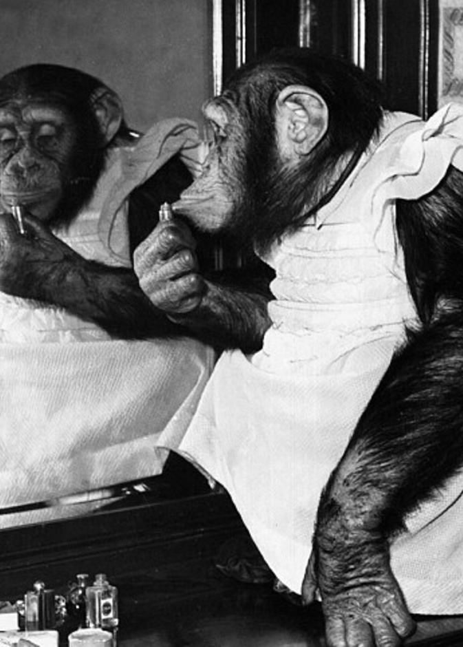 حتى القرود من المتابعين للموضة ويتبعون احدث صيحاتها!