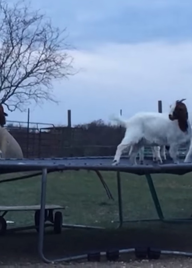 حتّى الماعز تقفز على الترامبولين