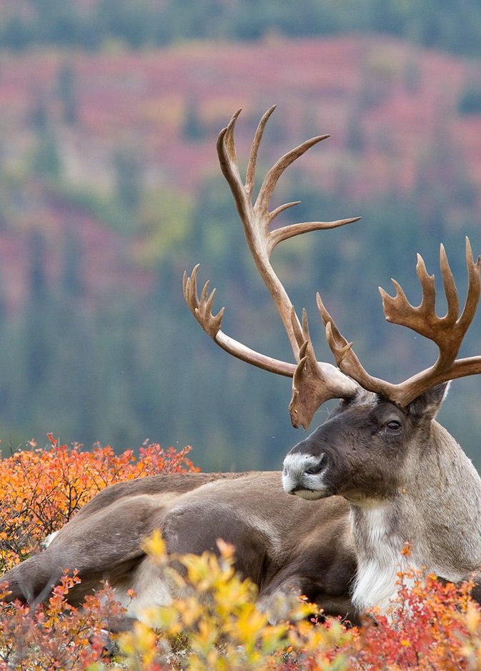 حيوان الرنة مميز بين الغزلان