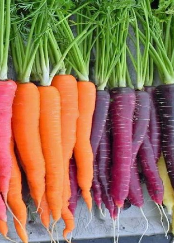 الجزر غني بالبيتاكاروتين الذي يعالج سرطان البروستاتا