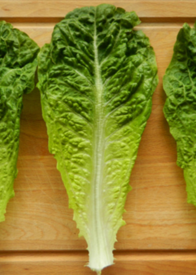  الخس فعال في الوقاية من أمراض الدم