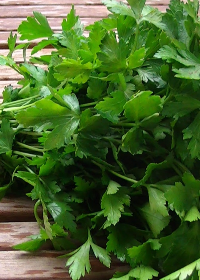 الكزبرة غنية بفيتامين سي وهو أحد أهم مضادات الأكسدة