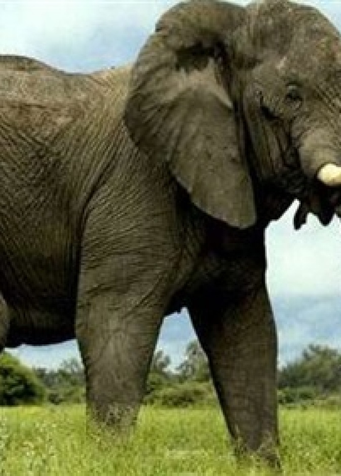 رجل يدفع حياته ثمنا لسيلفي مع فيل