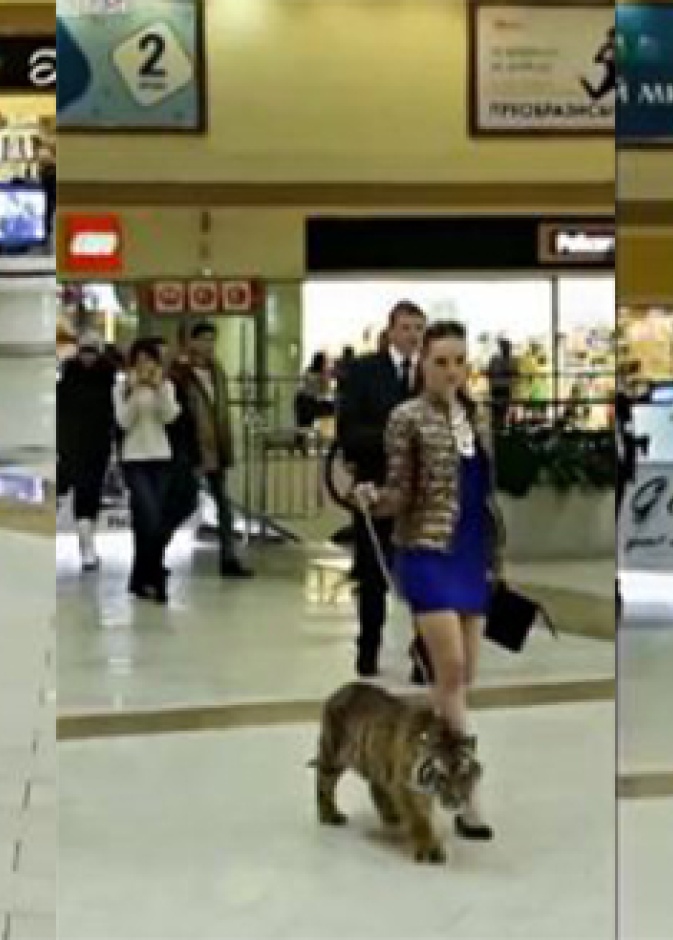 بالفيديو: جميلة روسية تتسوق بصحبة نمر سيبيري