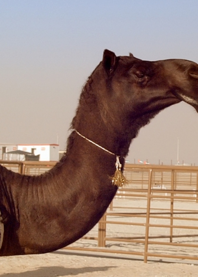 سفينة الصحراء