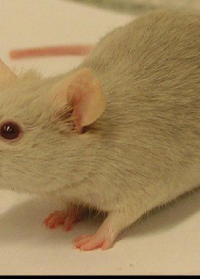 سيدة تقاضي متجرا مشهورا للألبسة و السبب فأر وجدته في معطفها 