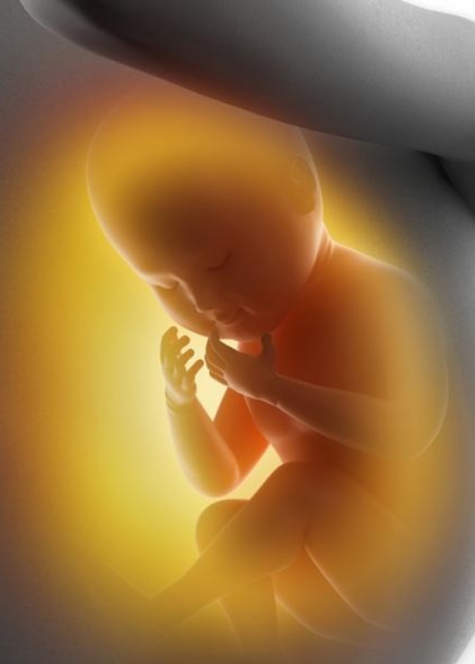 شاهد بالفيديو الجنين وهو ياكل ويبكي ويعطس في رحم امه 