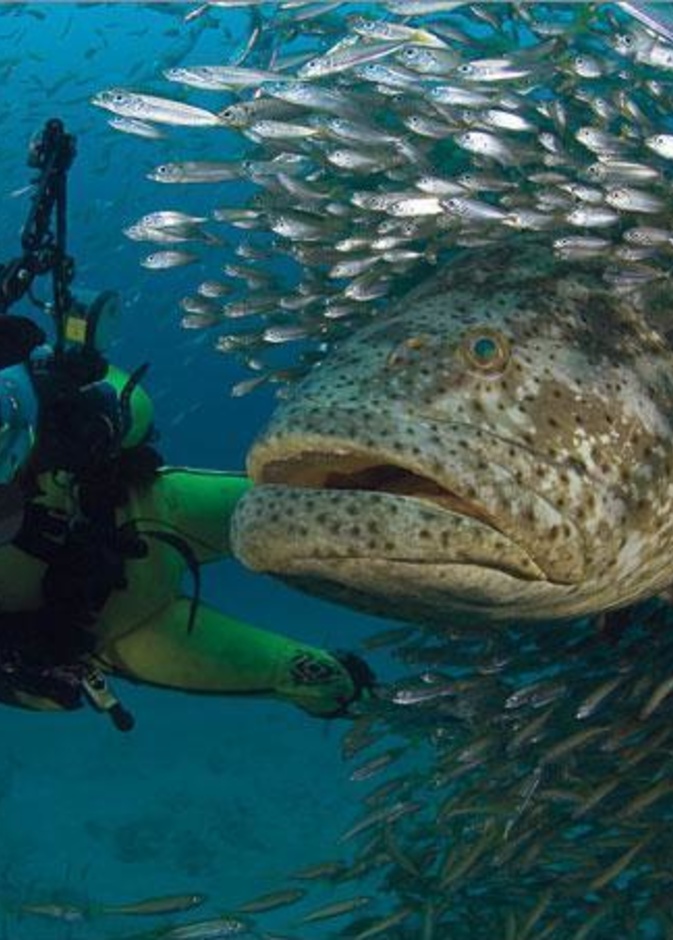 المهر المطلوب سمكة "هامور" 