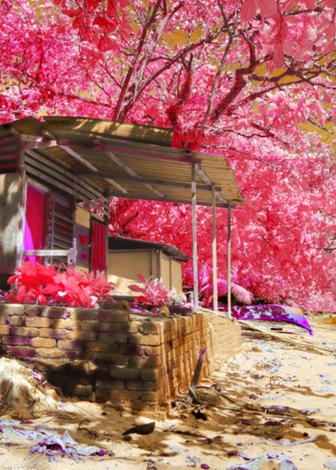 الطبيعة بألوان الربيع في بينانج