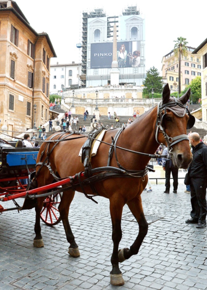 استمتعوا بجولات الحنطور في هذه المدن