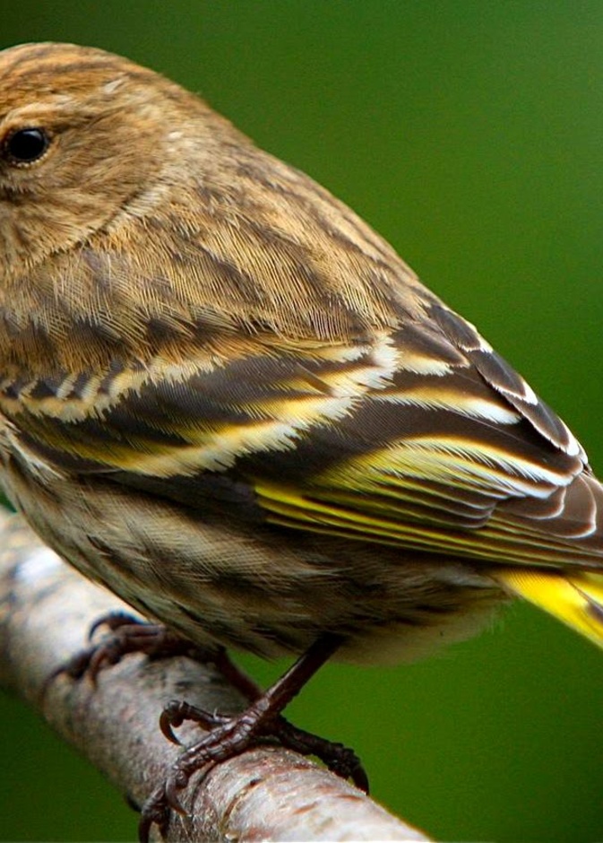 عصفور يتسول بطريقة طريفة للغاية