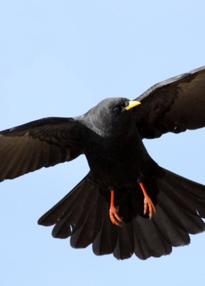 غراب يطارد رجل إماراتي لعام كامل