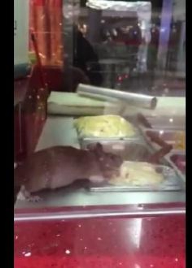 فأر في مطعم شهير