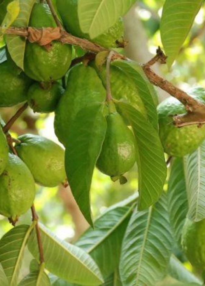 فوائد أوراق الجوافة للأطفال