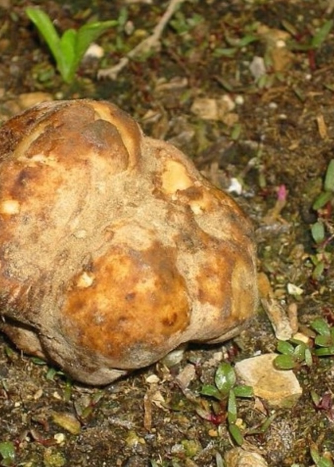 فوائد الفقع أو بنت الرعد سبب عشق السعوديين لها