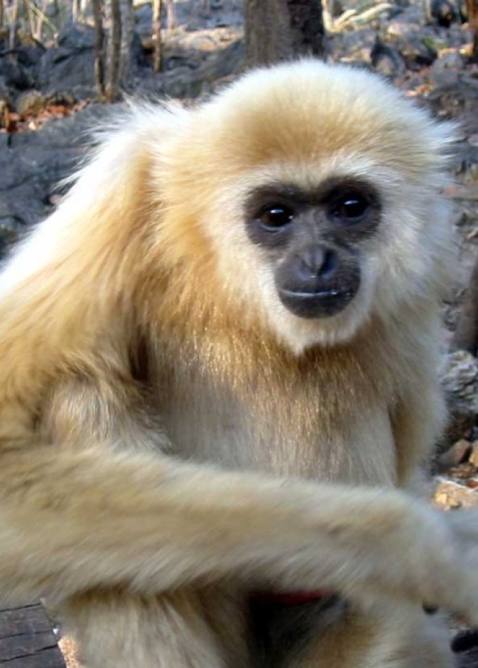 فيديو.. قرد مزعج يسرق دجاج المدينة المنورة